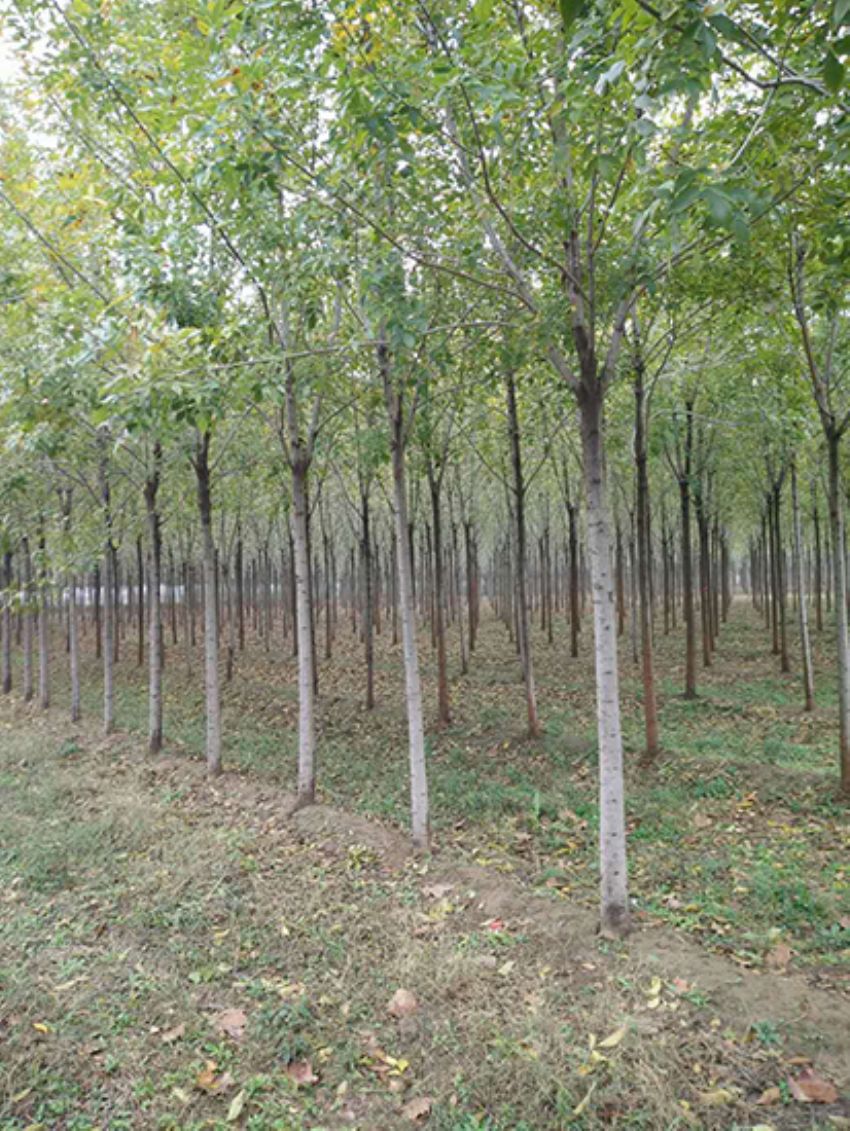 點擊查看詳細信息<br>標題：白蠟 閱讀次數：3208